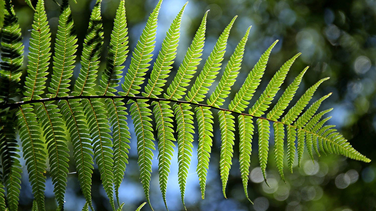 Fern stock image
